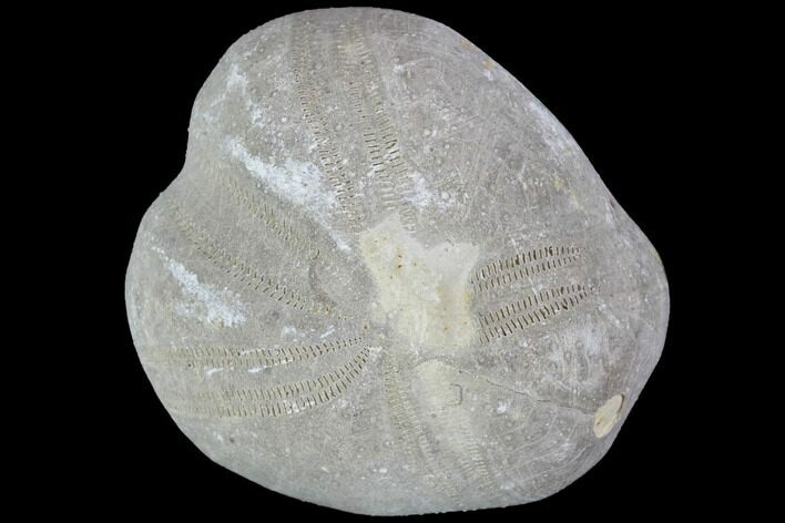 Toxaster Fossil Echinoid (Sea Urchin) - Agadir, Morocco #90577